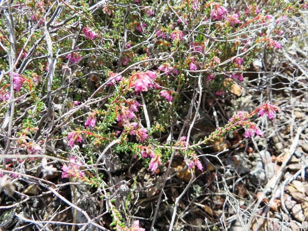 Image of Erica filiformis var. filiformis