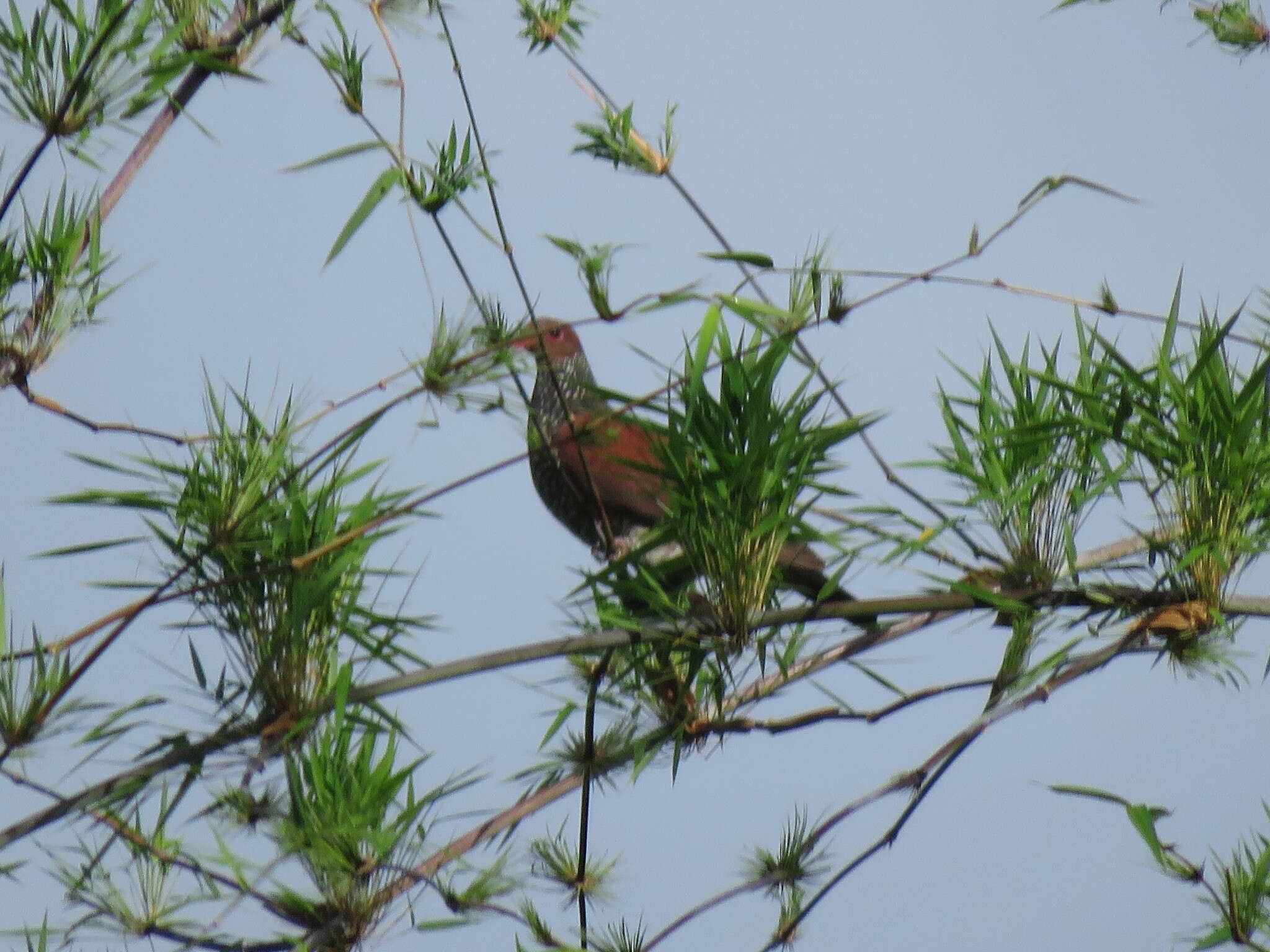 صورة Patagioenas speciosa (Gmelin & JF 1789)