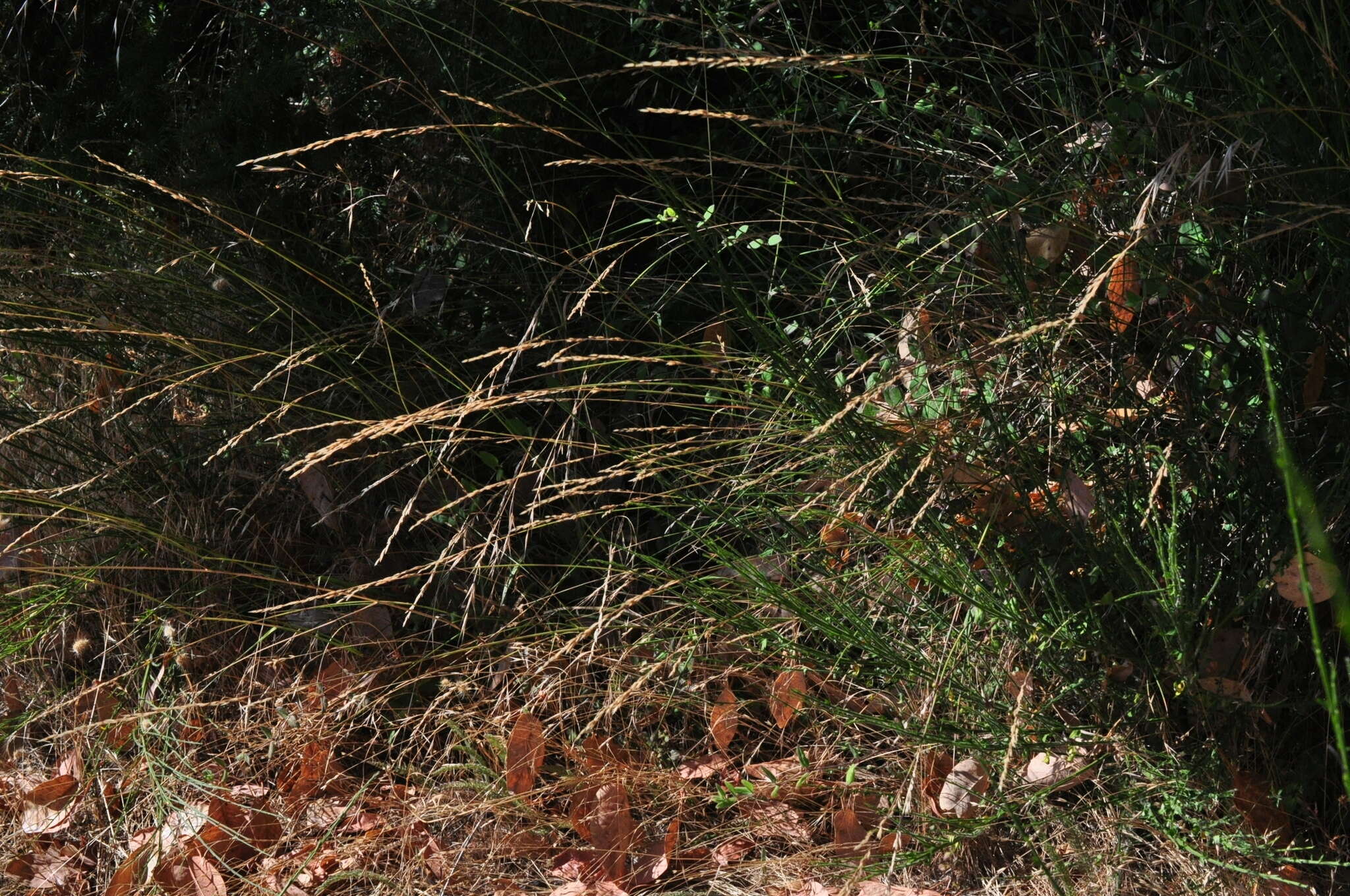 Image of Harford's oniongrass