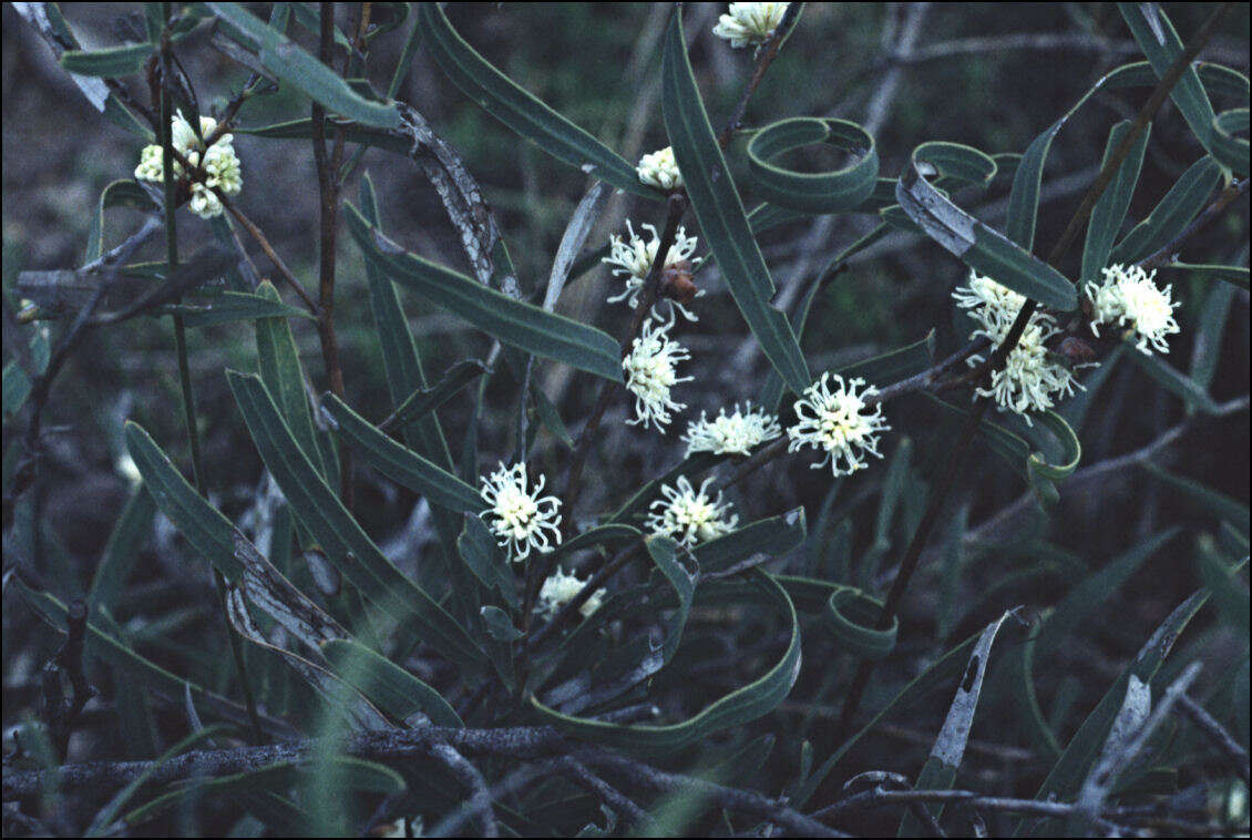 Plancia ëd Hakea stenocarpa R. Br.