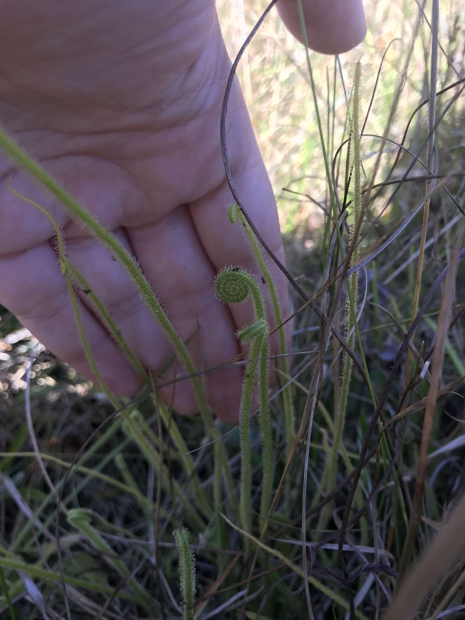 Image de Drosera filiformis var. tracyi (Macf. ex Diels) Diels