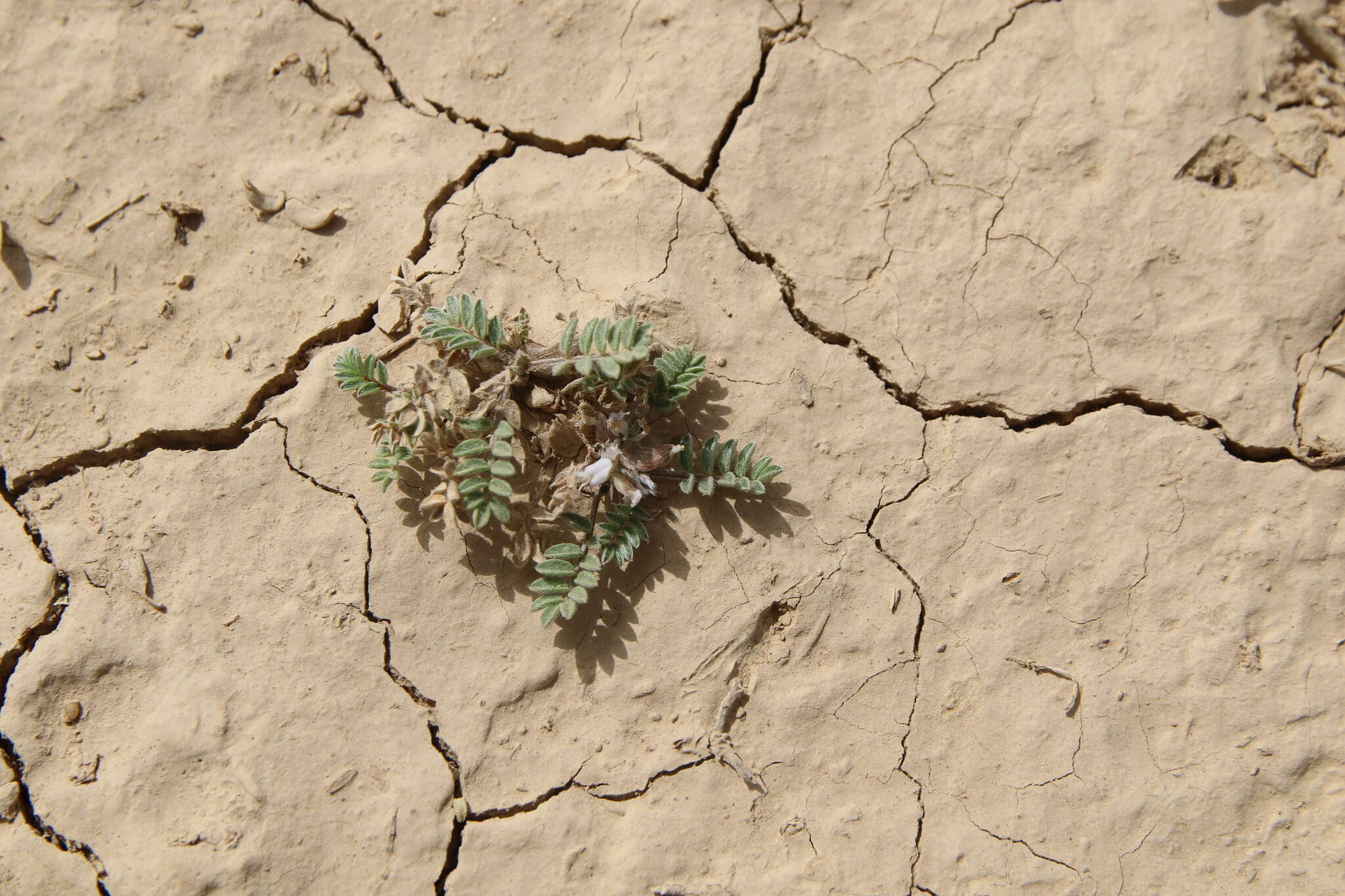 Imagem de Astragalus tribuloides Delile