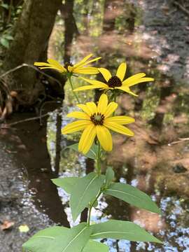 Rudbeckia auriculata (Perdue) Kral resmi