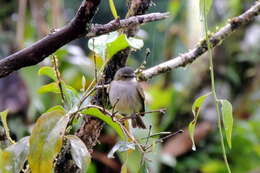 Image of Mistletoe Tyrannulet