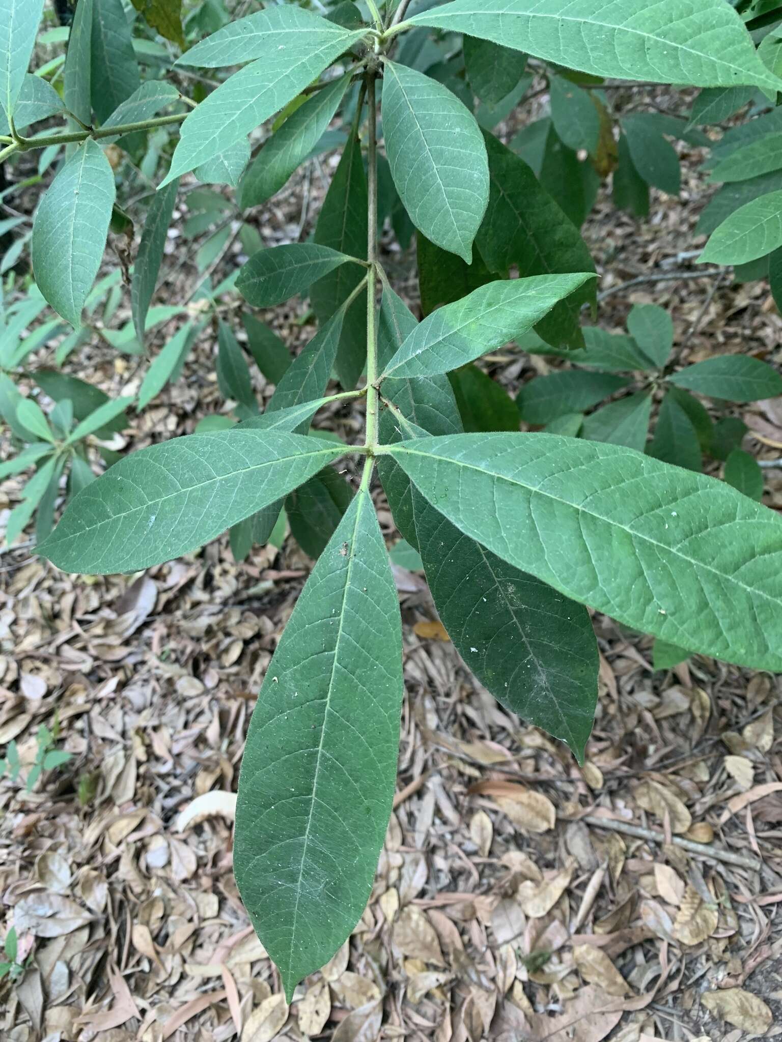 Alstonia muelleriana Domin的圖片