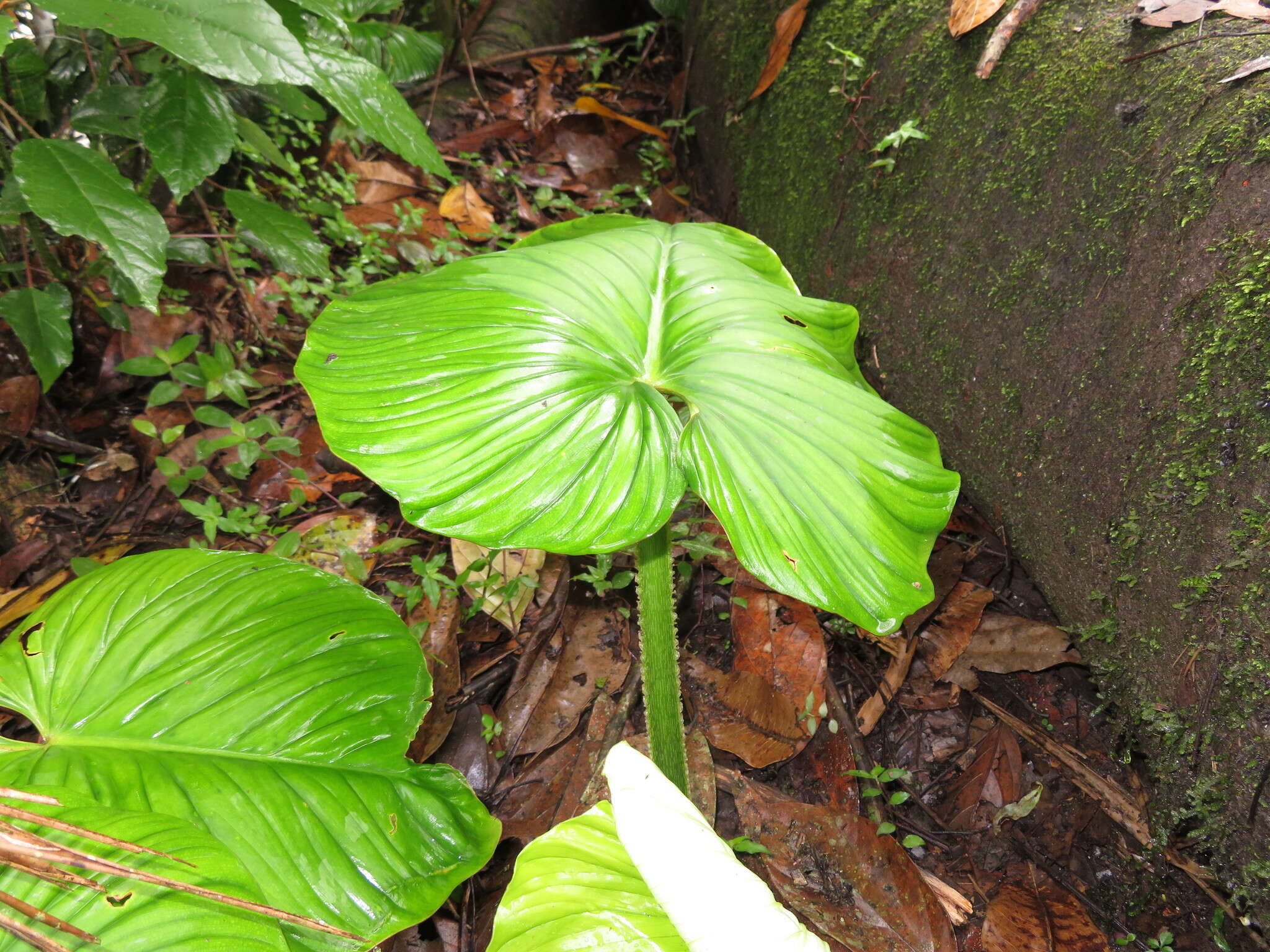 Image of Philodendron mamei André