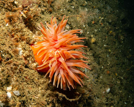 Image of Christmas anemone