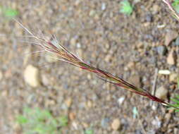 Image of Aristida nemorivaga Henrard