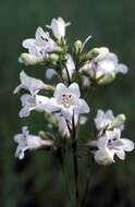 Image of talus slope penstemon