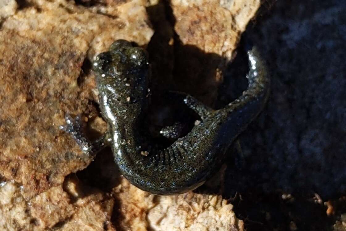 Image of Klamath Black Salamander