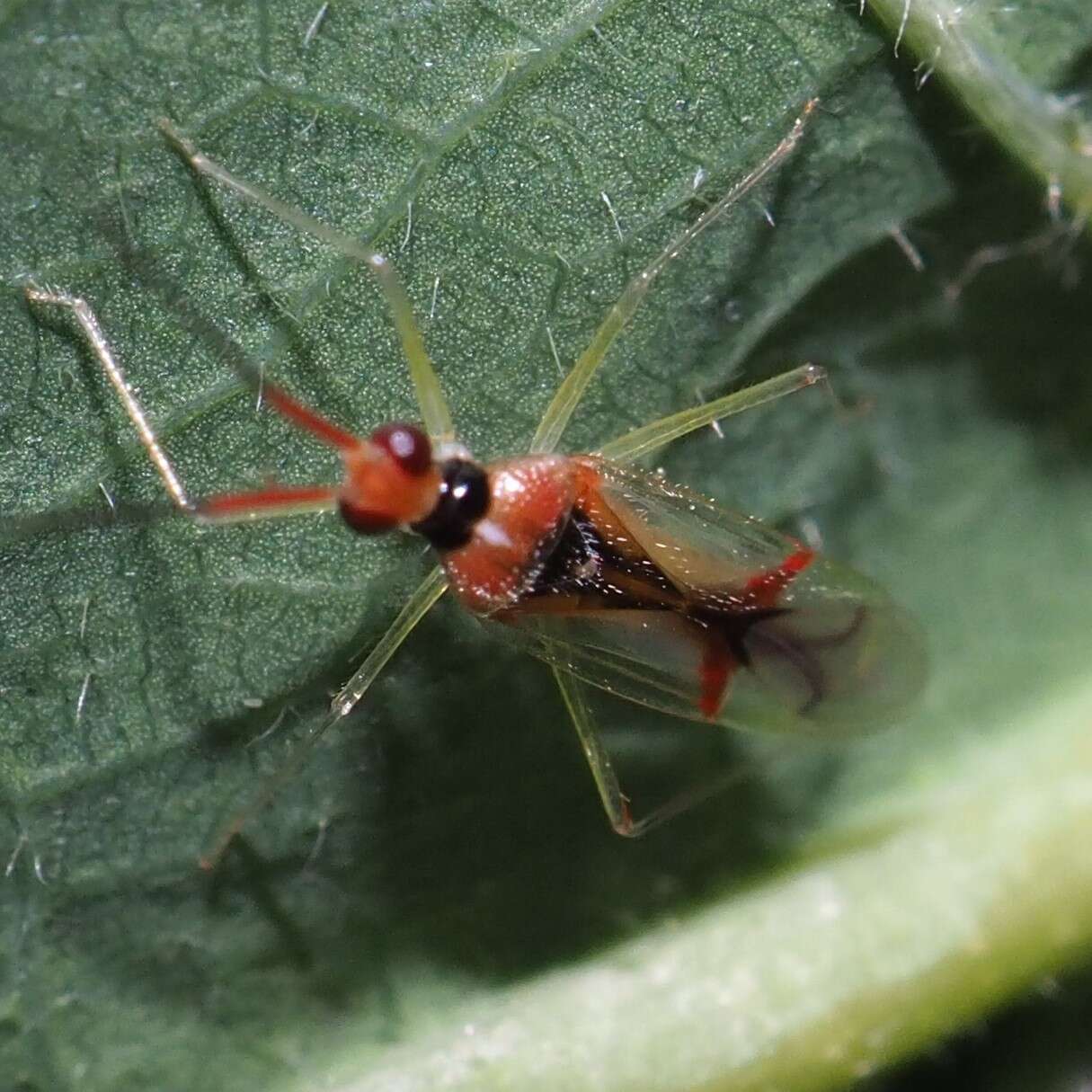 Image of Hyaliodes harti Knight 1941