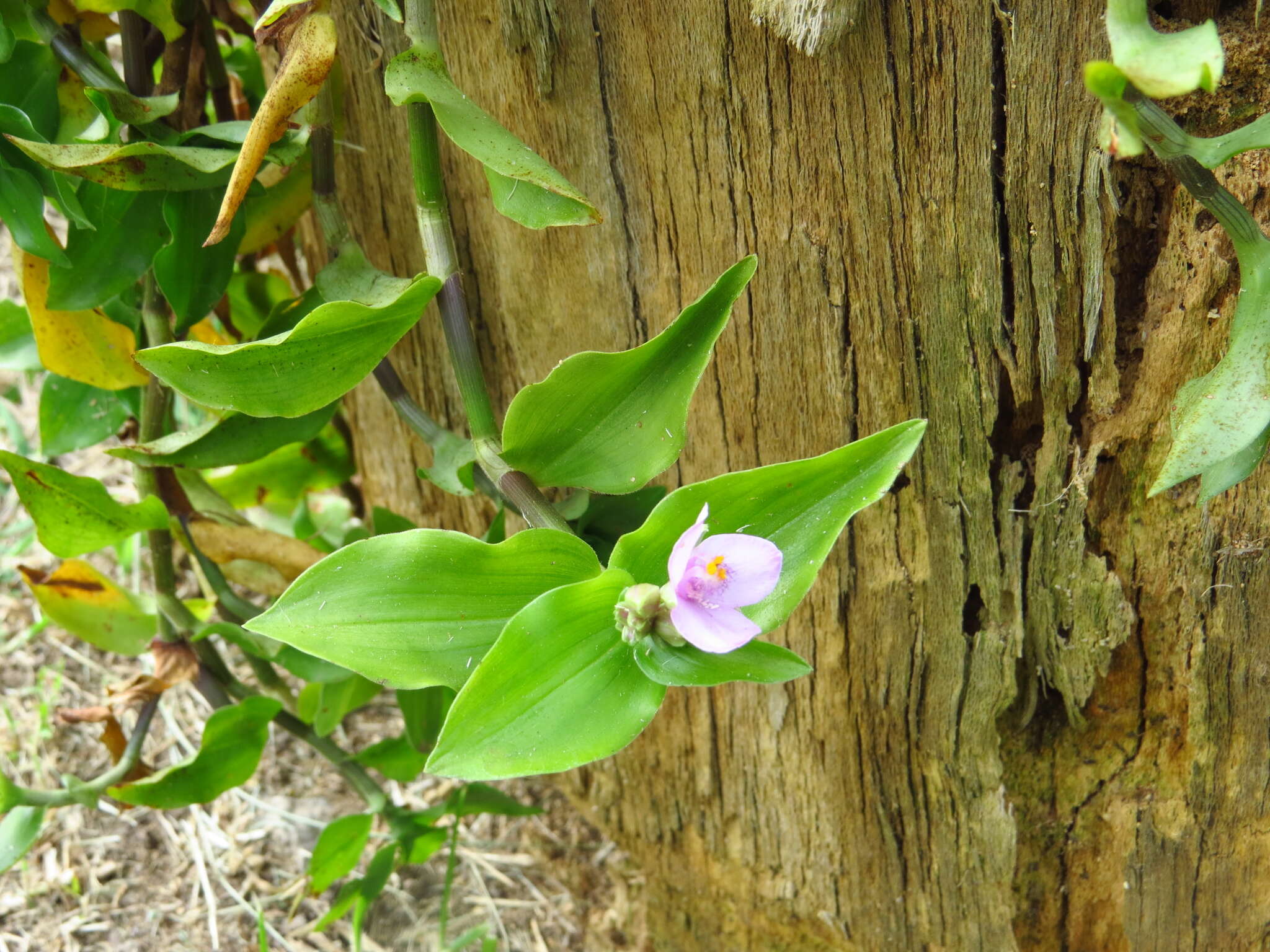 Image of Tripogandra diuretica (Mart.) Handlos