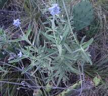 Image of mealycup sage