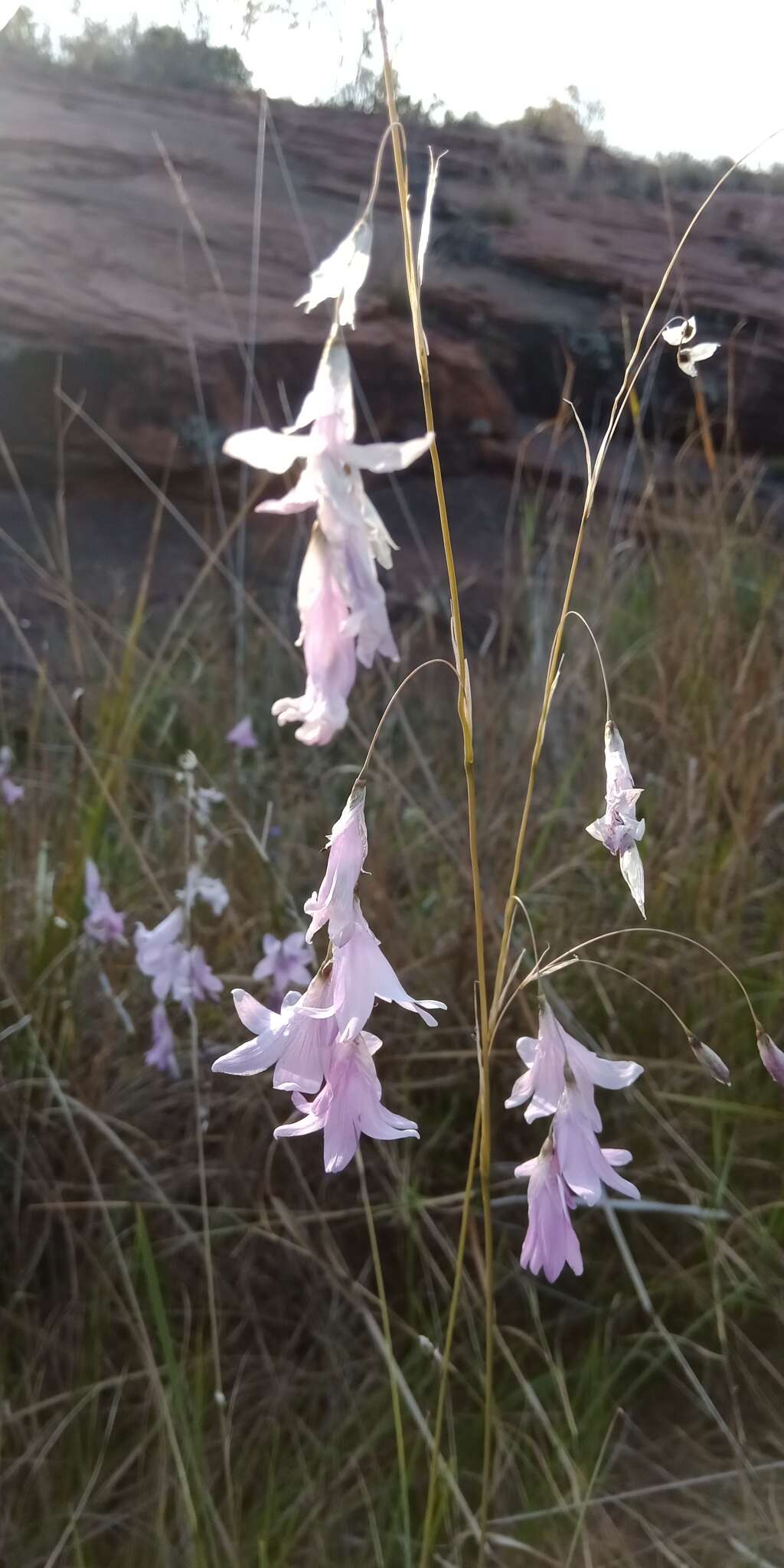 صورة Dierama mossii (N. E. Br.) Hilliard