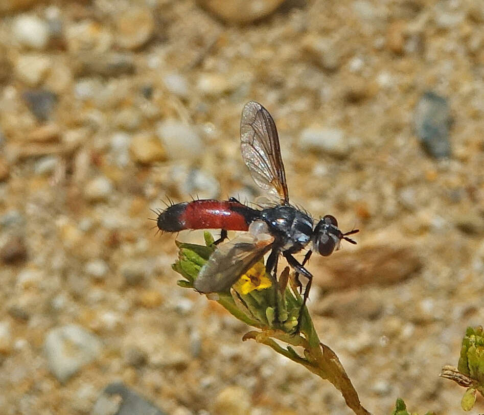 Image of Cylindromyia intermedia (Meigen 1824)