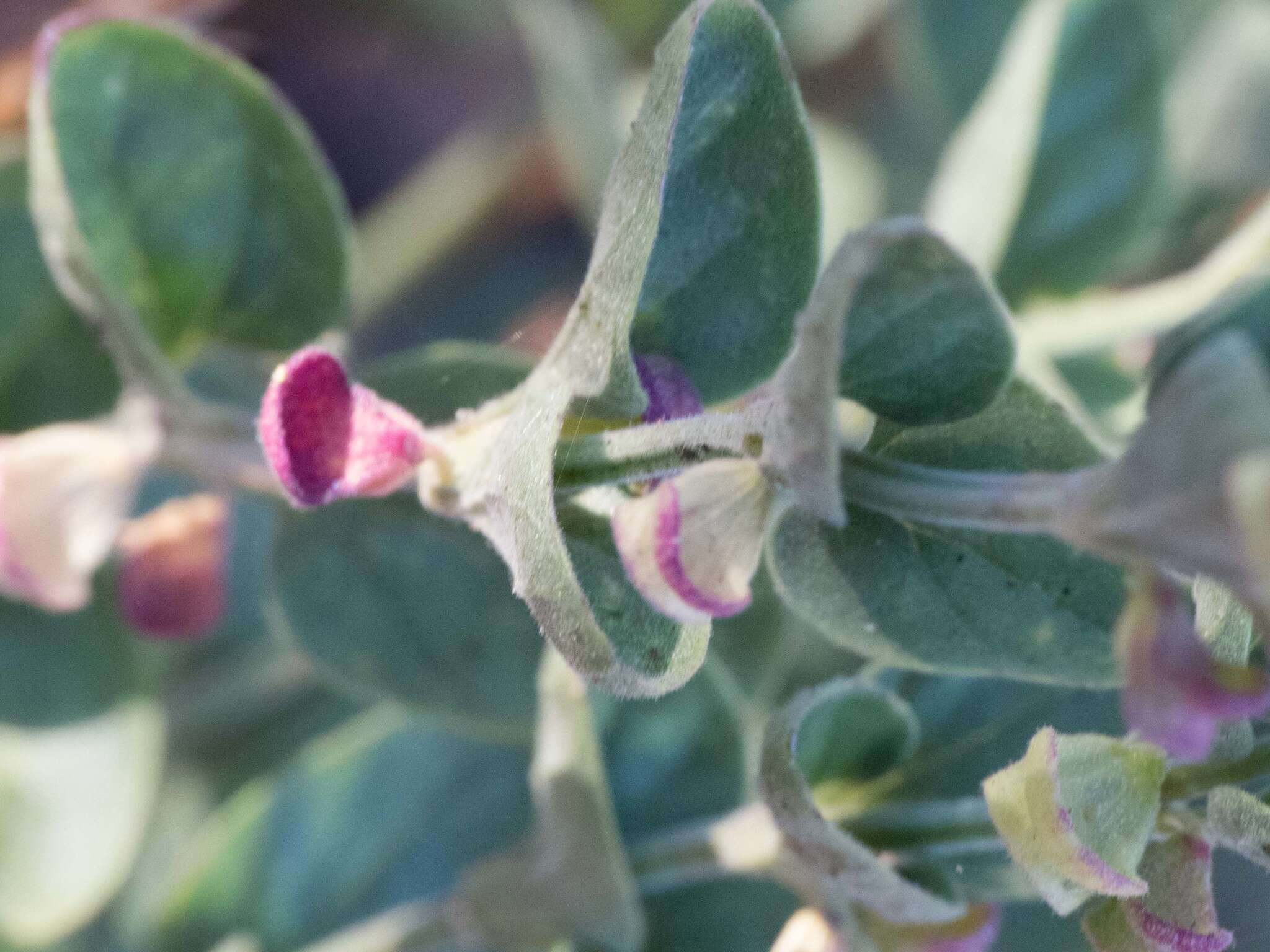 Sivun Scutellaria potosina subsp. platyphylla Epling kuva