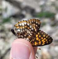 Image of Rockslide Checkerspot