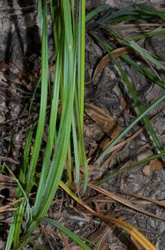 Image of cypress swamp sedge