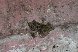 Image of Spotted Chirping Frog