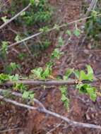 Image of Acalypha boinensis Leandri