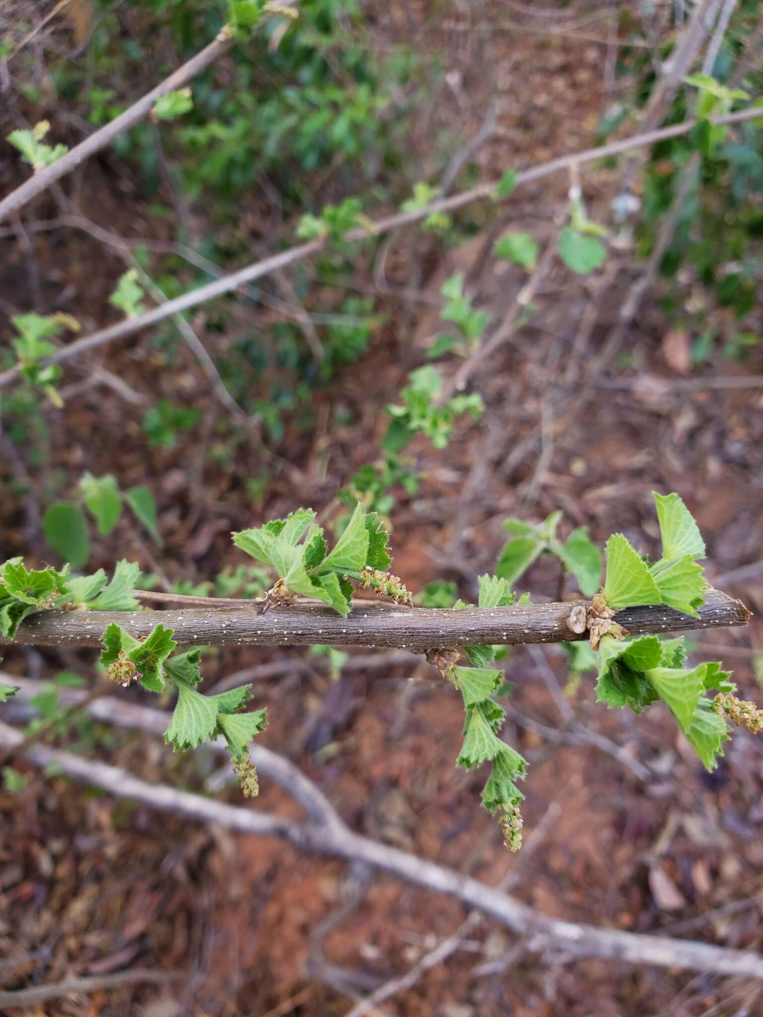 Image of Acalypha boinensis Leandri