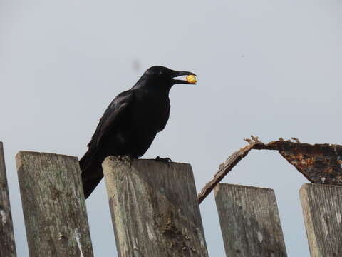 Image of Tamaulipas Crow