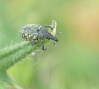 Image of Weevil