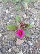 Image of Bigelow's monkeyflower