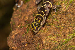 Image of Banded Forest Gecko