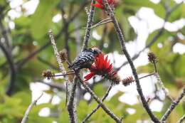 Image of Stripe-breasted Woodpecker