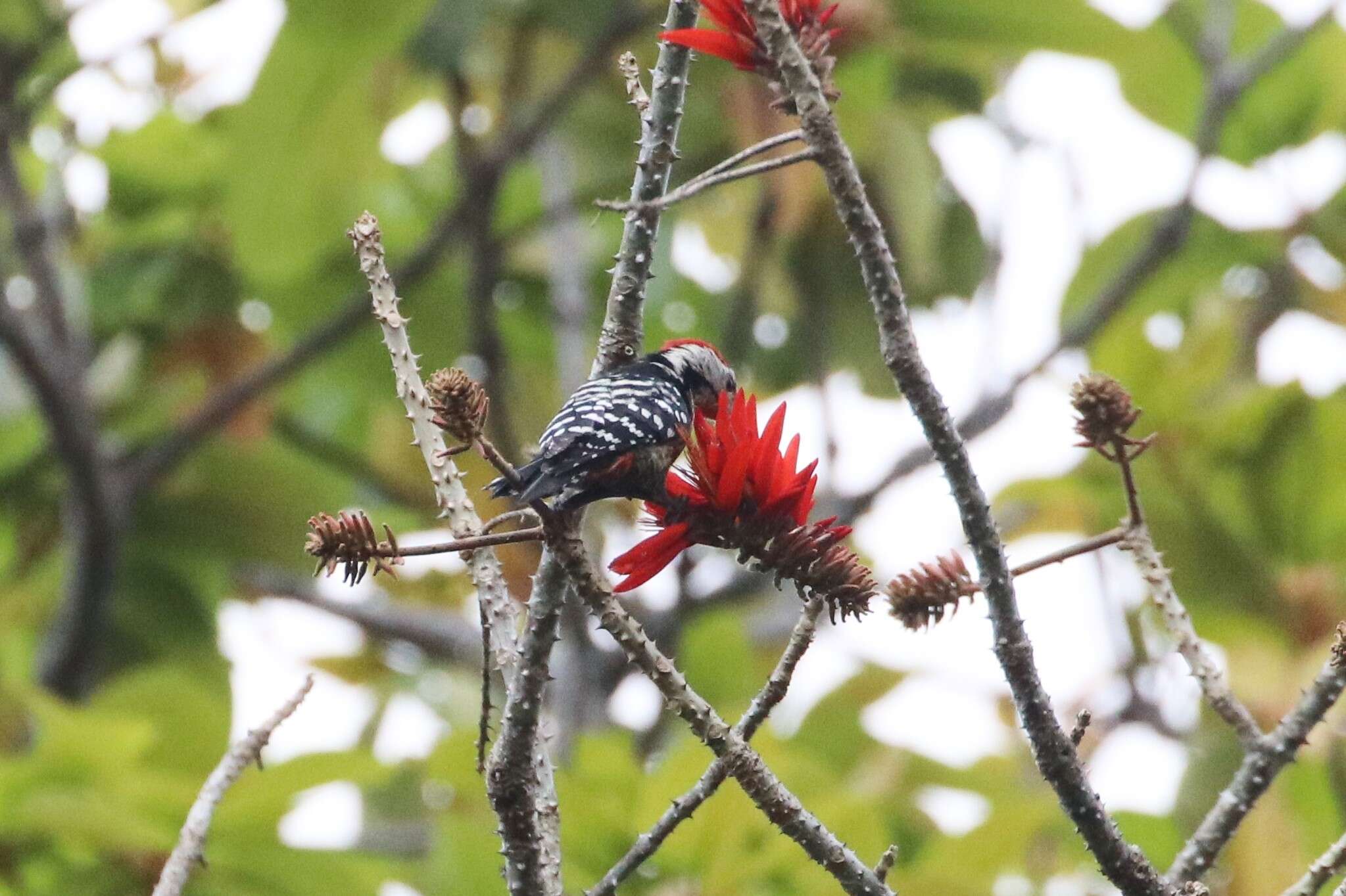 Image of Stripe-breasted Woodpecker