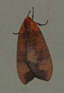 Image of Ammalo ammaloides Rothschild 1909