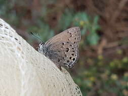 صورة Satyrium behrii (Edwards 1870)