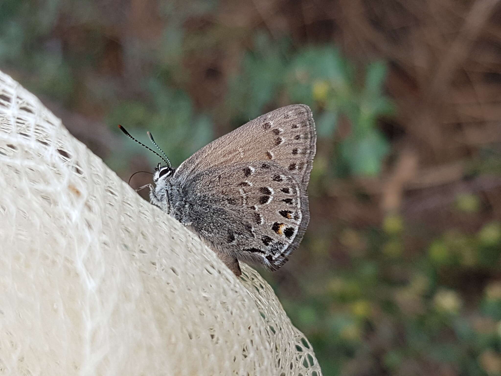 صورة Satyrium behrii (Edwards 1870)