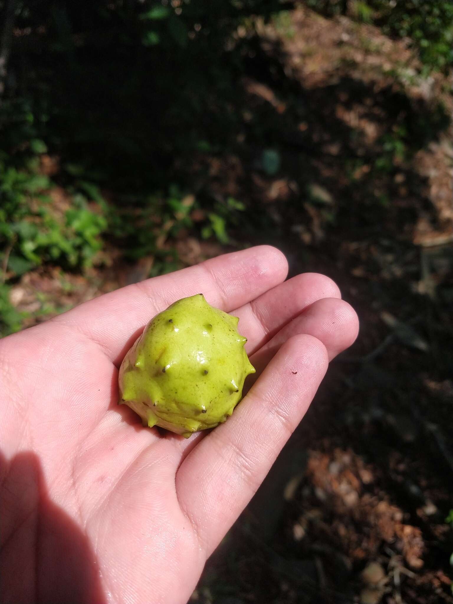 Image of Annona globiflora Schltdl.