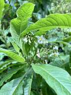 Image of Solanum pubigerum Dun.