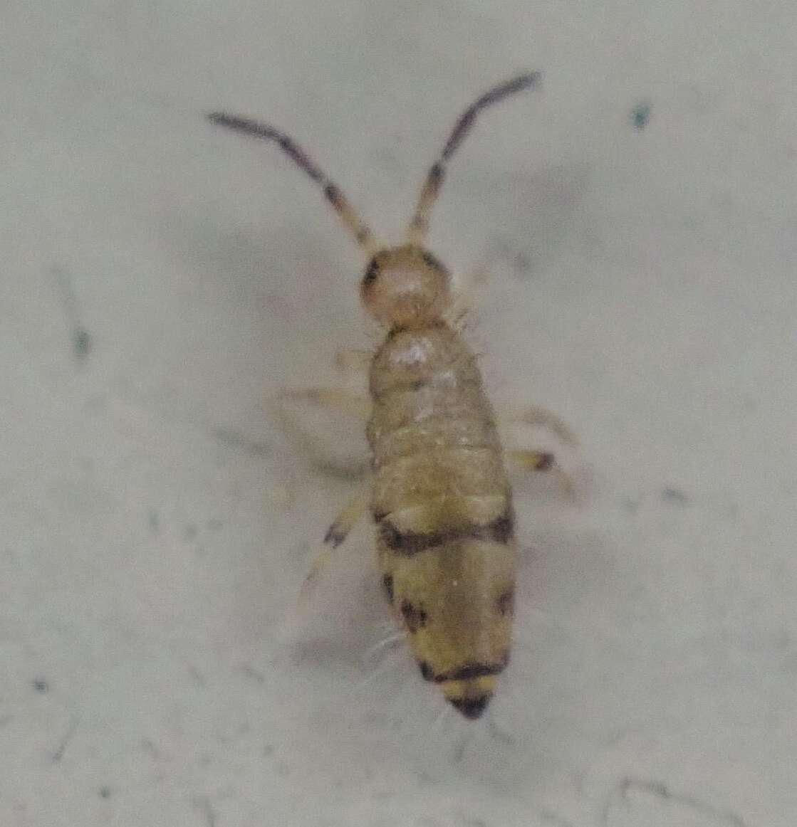 Image of Elongate-bodied Springtail