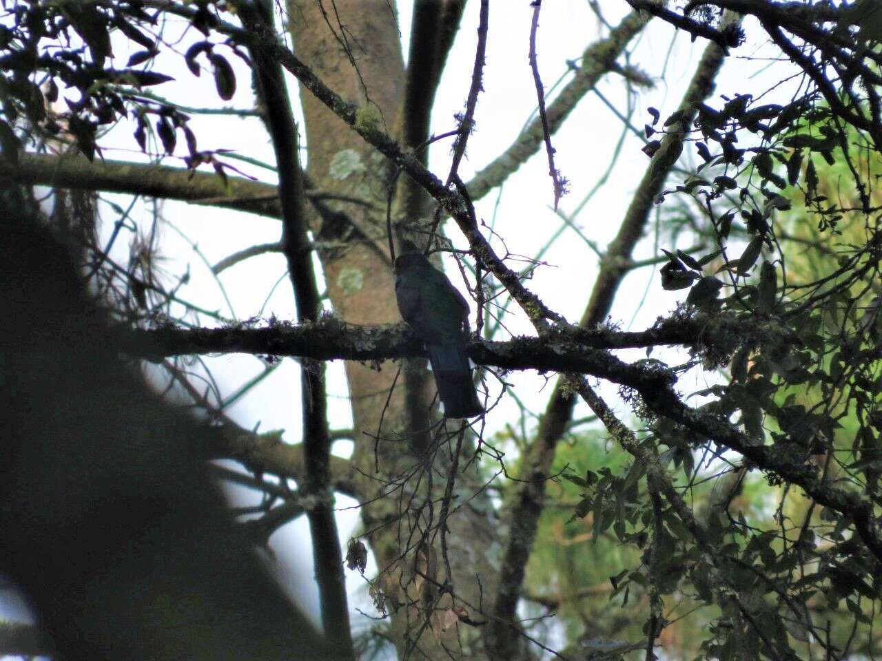 Image of Mountain Trogon