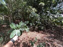 Image of Large-flowered ochna