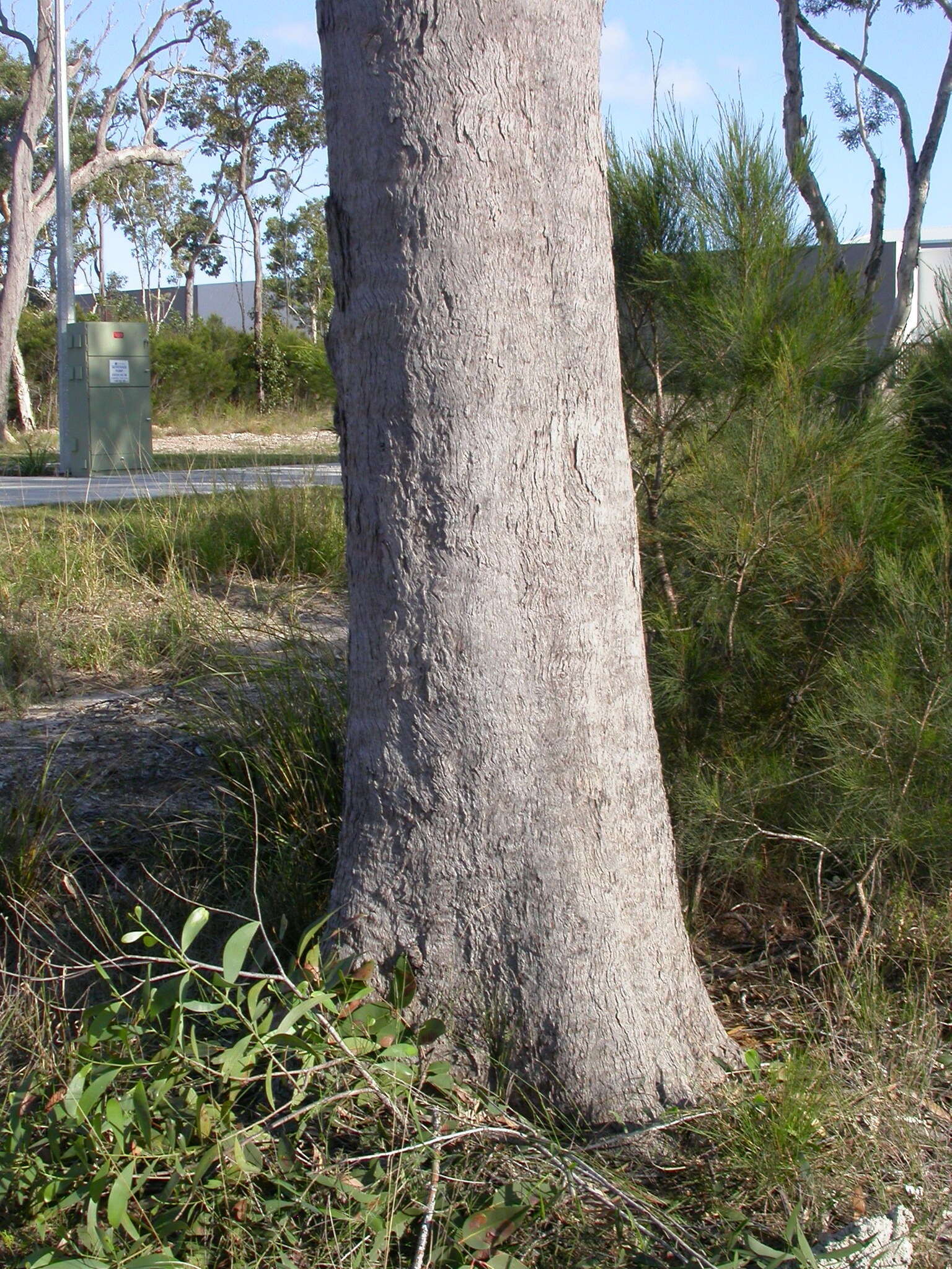 Plancia ëd Eucalyptus exserta F. Müll.