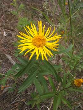 Image of Pentanema asperum (Poir.)