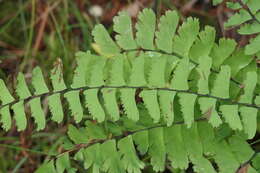 Imagem de Adiantum viridimontanum Paris