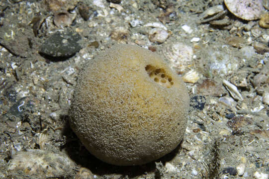 Image of fleshy horny sponge