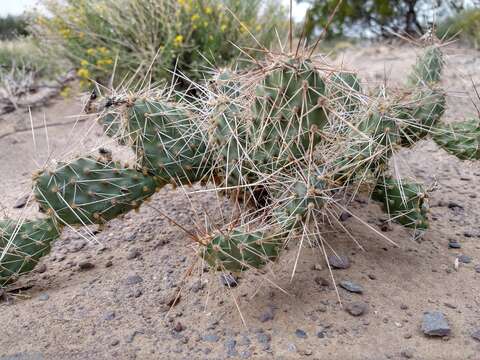 Imagem de Opuntia polyacantha Haw.