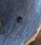Image of Twice-stabbed Lady Beetle