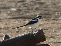 Image of Lanius collaris aridicolus Clancey 1955