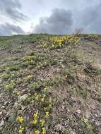 Image of Thermopsis dahurica Czefr.