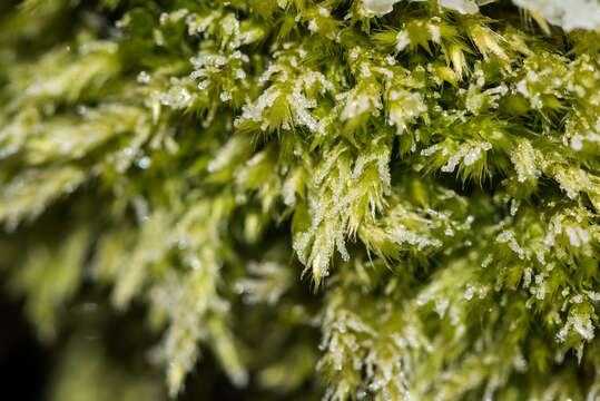 Image of brachythecium moss