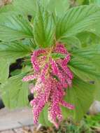 Image of love-lies-bleeding