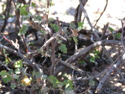 Image of Hermannia desertorum Eckl. & Zeyh.